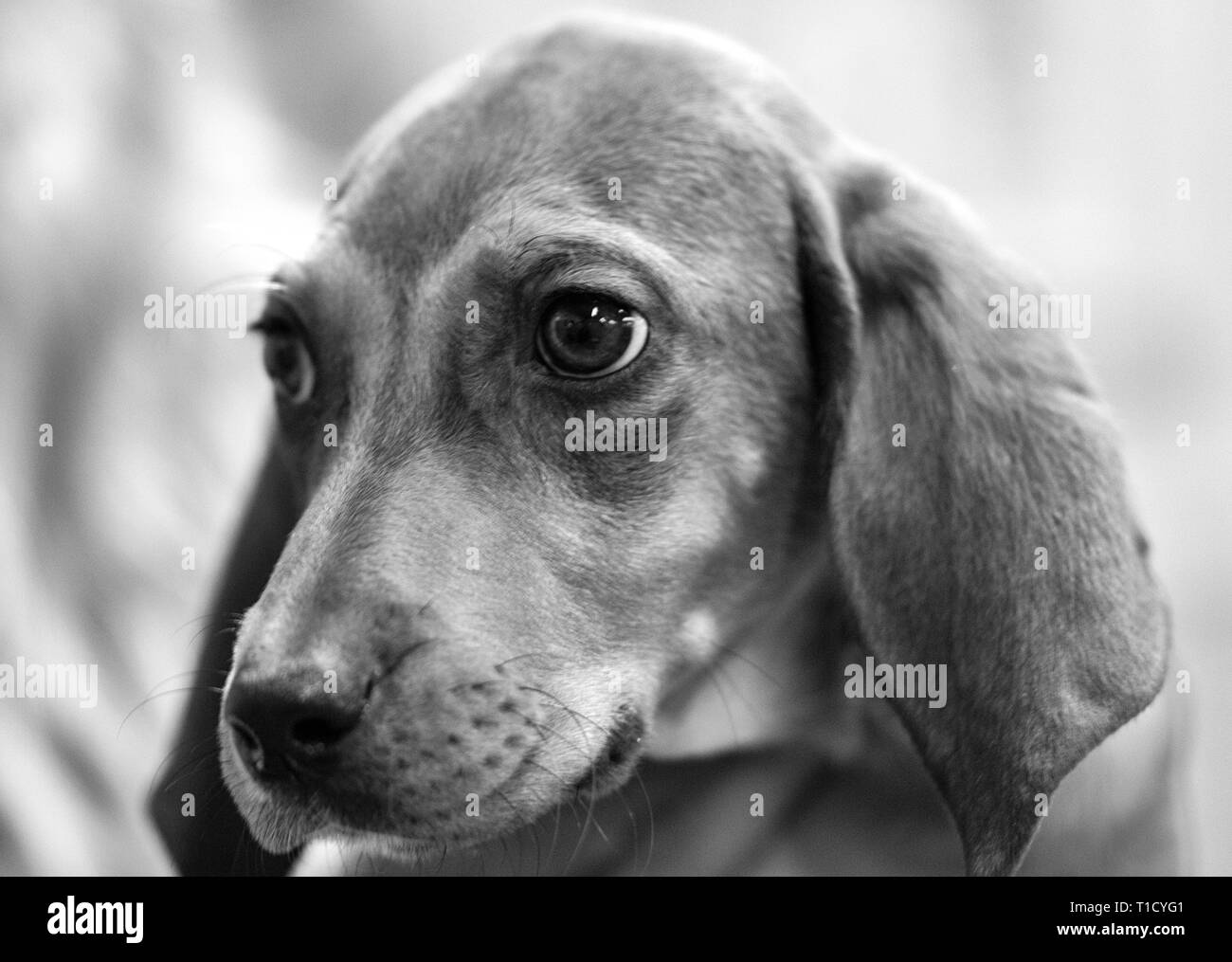 Close-up of a big-eyed dachshund puppy Stock Photo