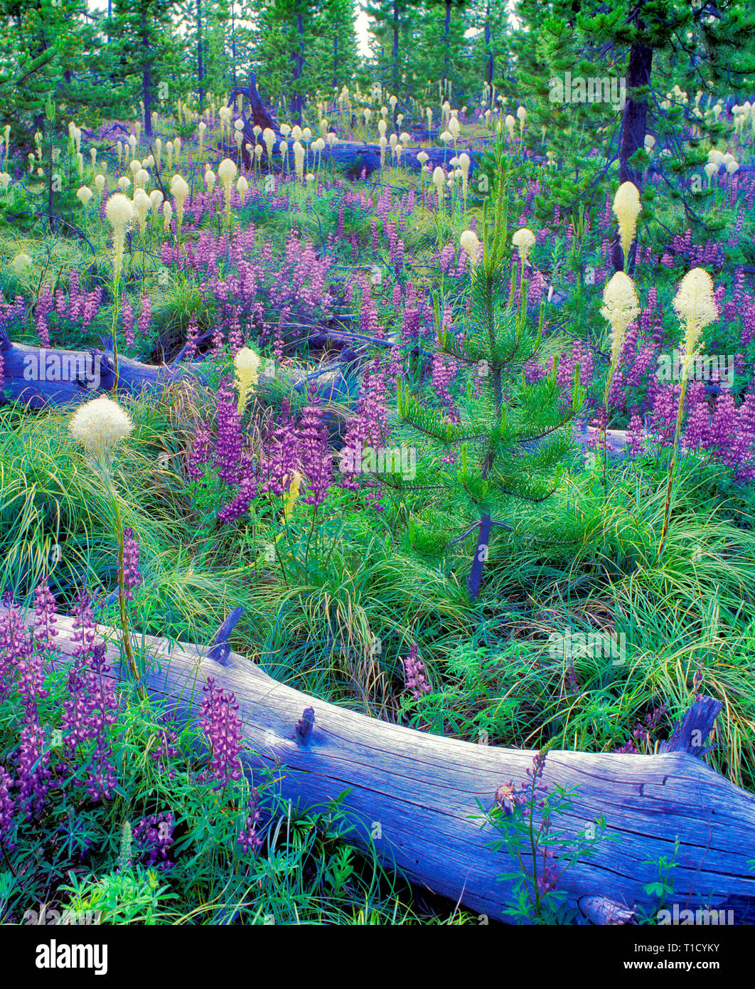 V00143M.tiff   Lupines Bear Grass, and fallen logs. Santiam Pass, Oregon Stock Photo