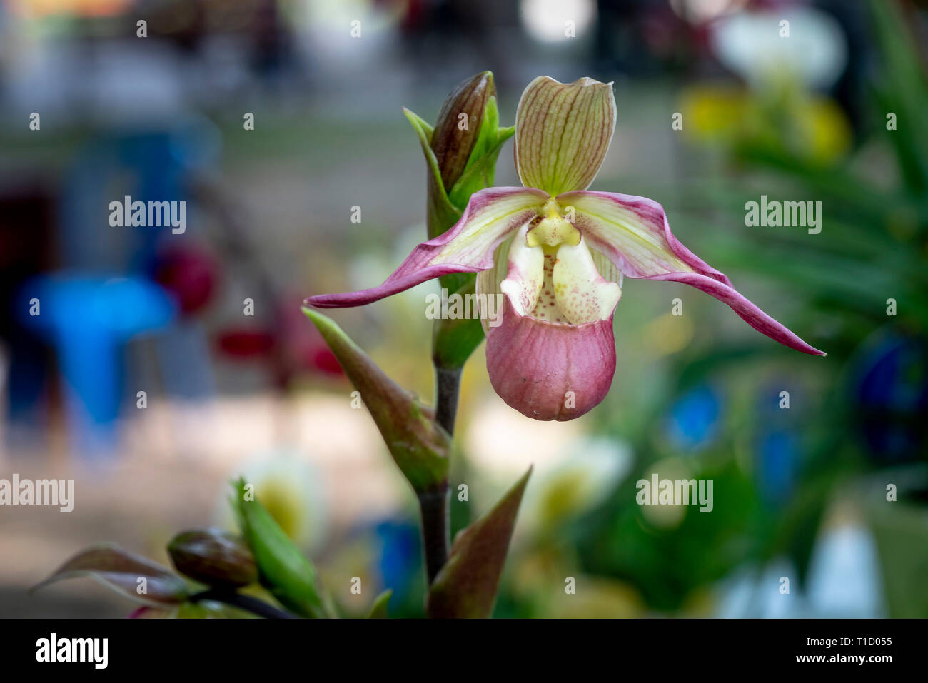 Paphiopedilum delenatii, Vietnam wild orchid, white and pink flower. Beautiful orchid bloom, close-up detail. Stock Photo