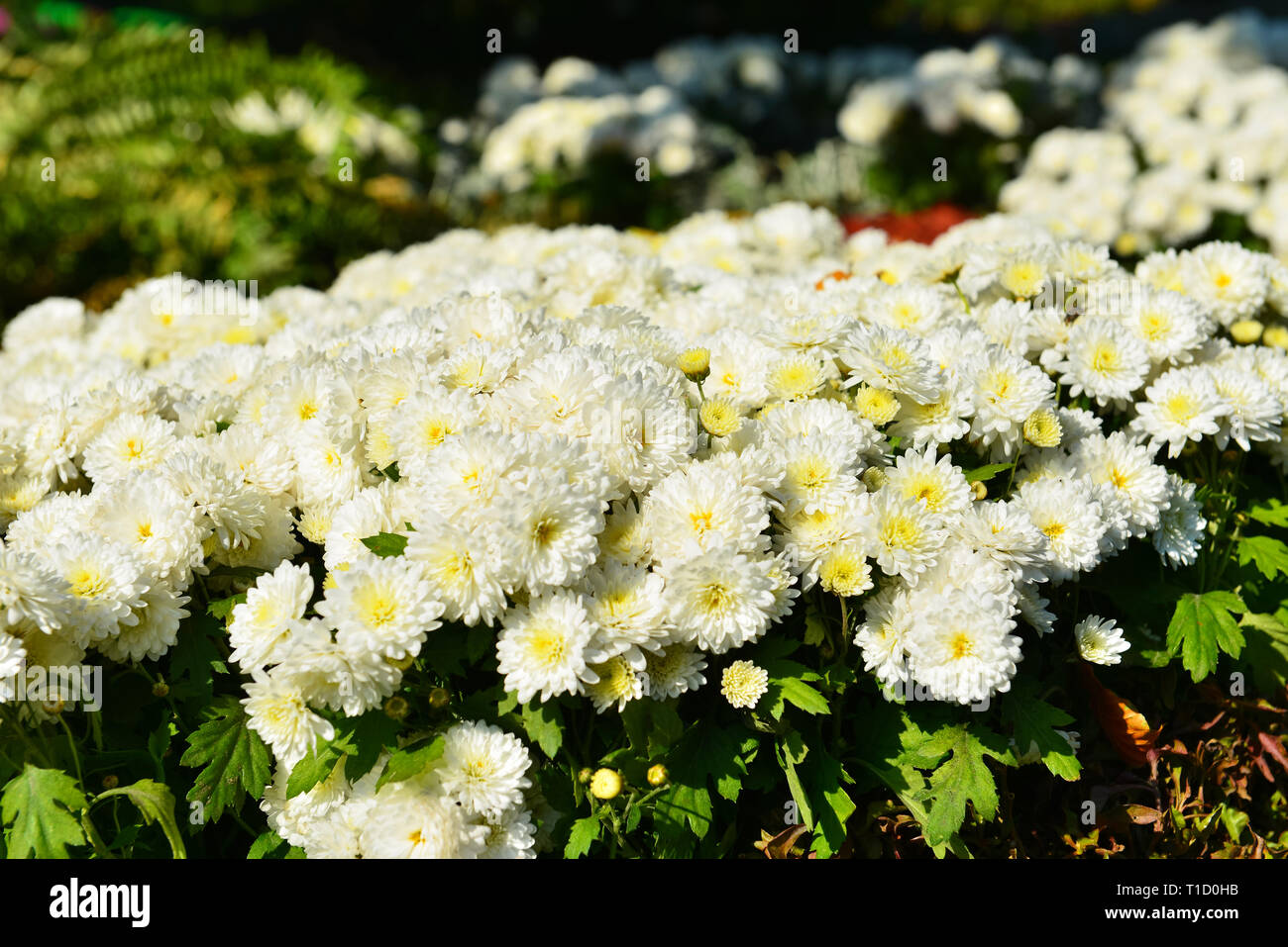 Chrysanthemums plant hi-res stock photography and images - Alamy