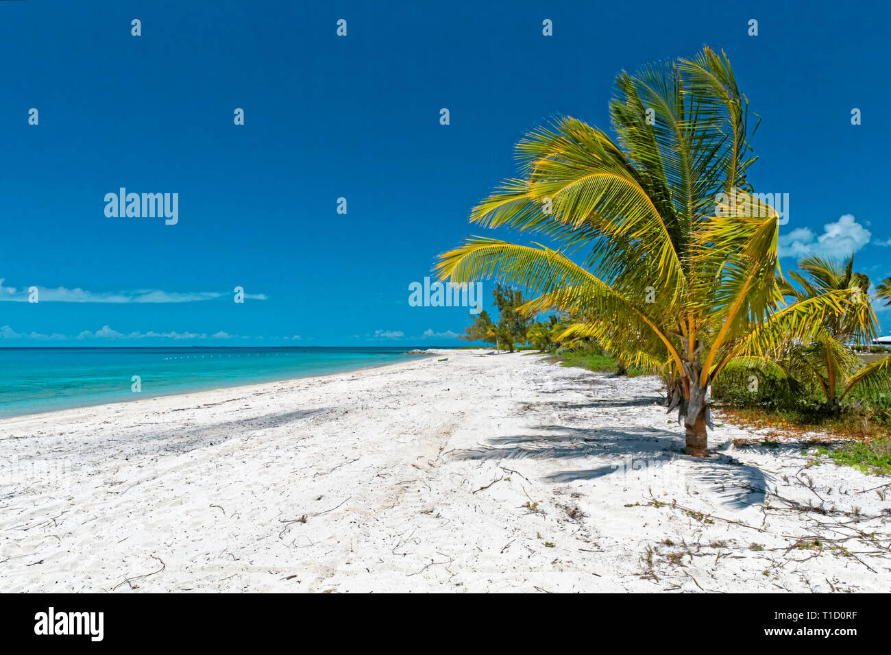 Palm tree at the beach of Eleuthera island, Bahamas, Atlantic ocean, Caribbean Stock Photo