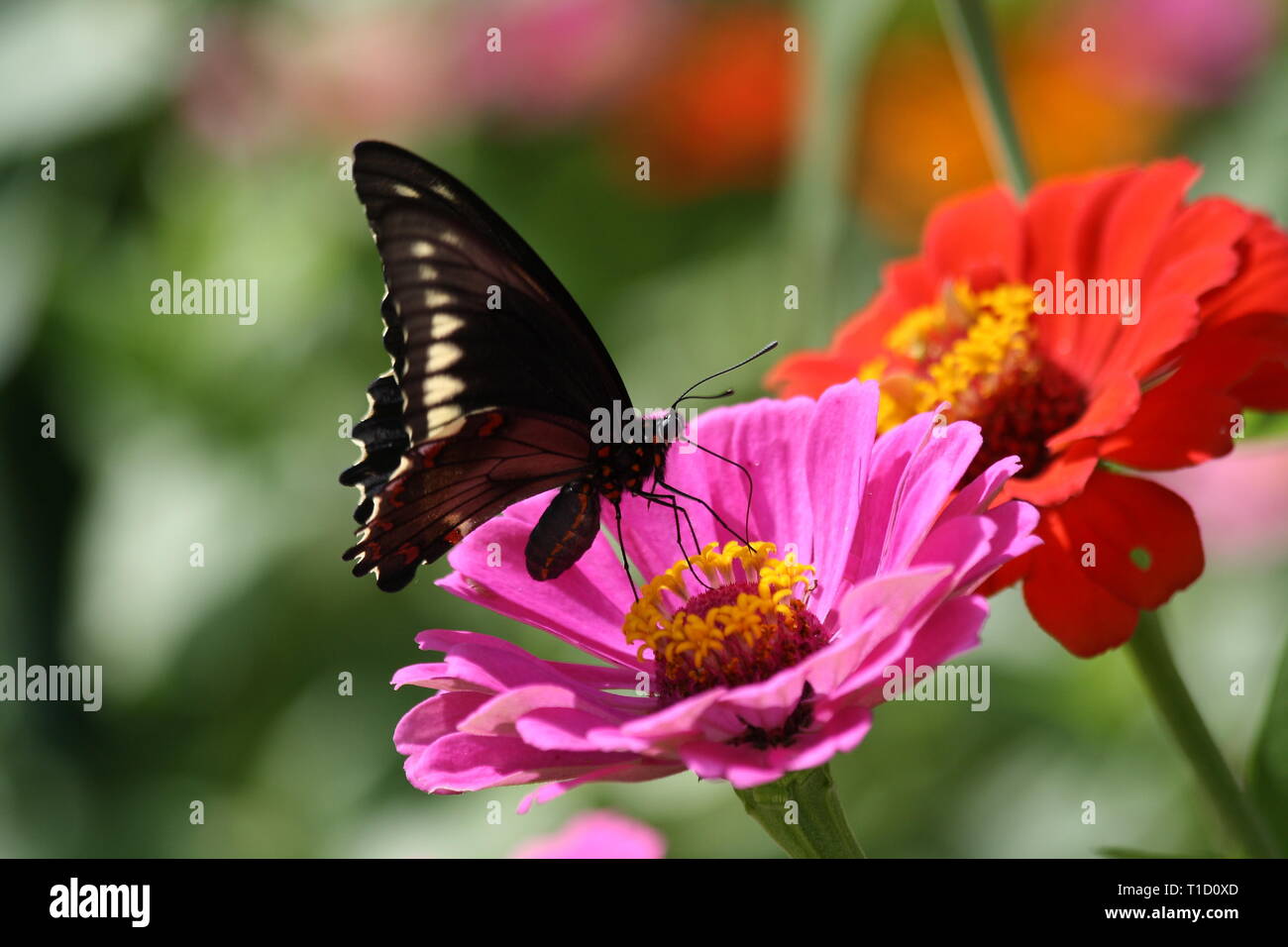 Butterfly in Nature Stock Photo