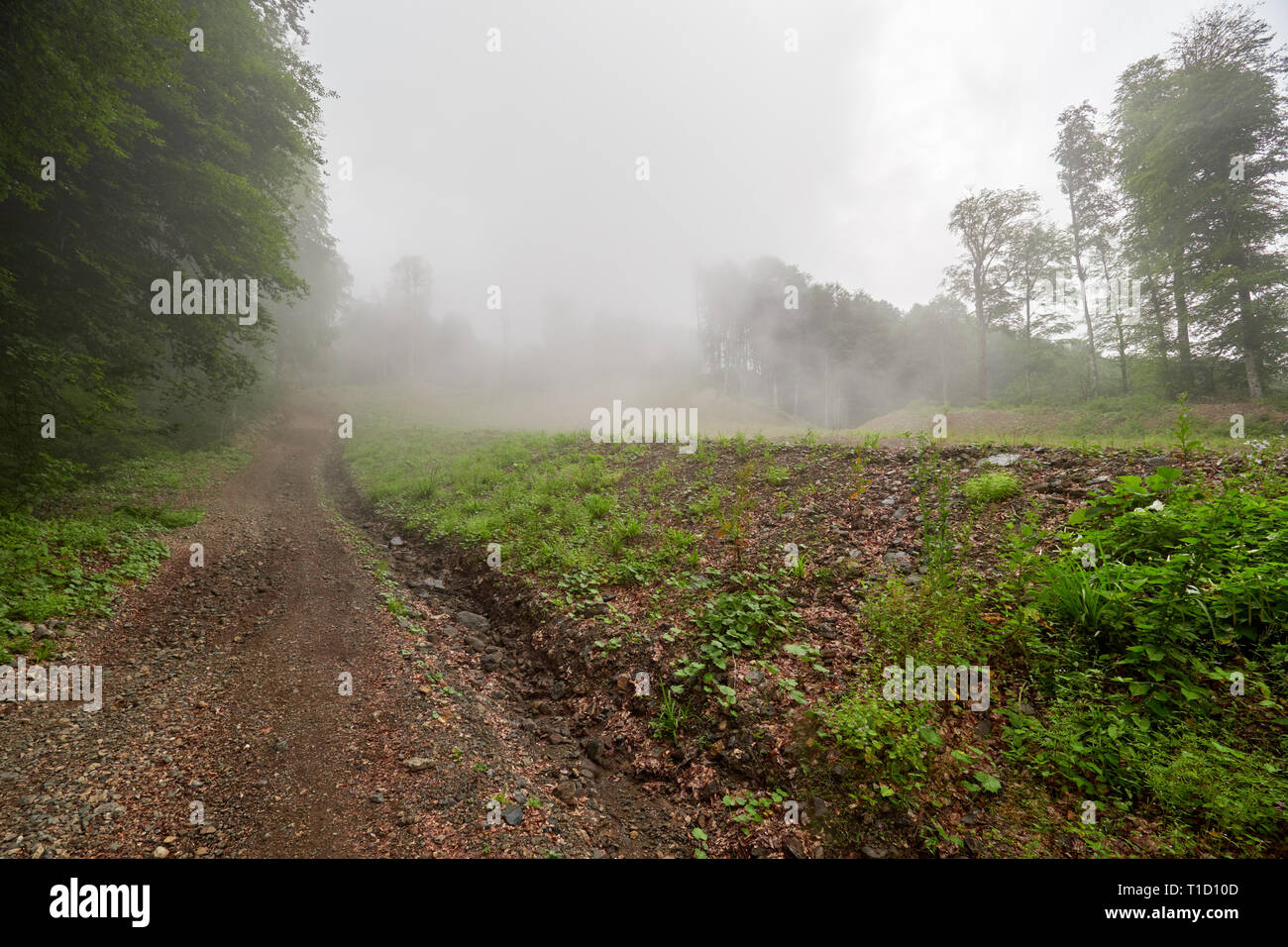 Dirt road in summer on a hillside among the trees in dense fog Stock ...
