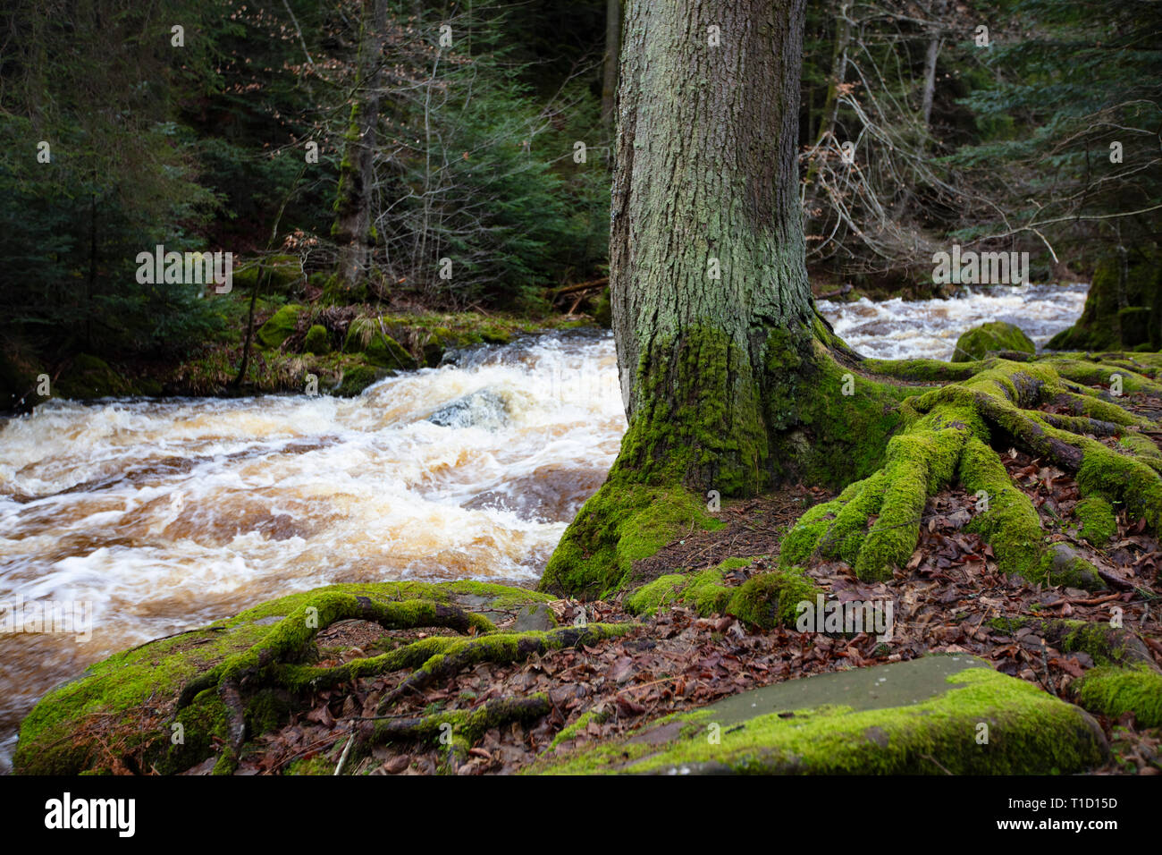 small River after hard rain. Schwarzwald/ Black Forest Germany Stock Photo