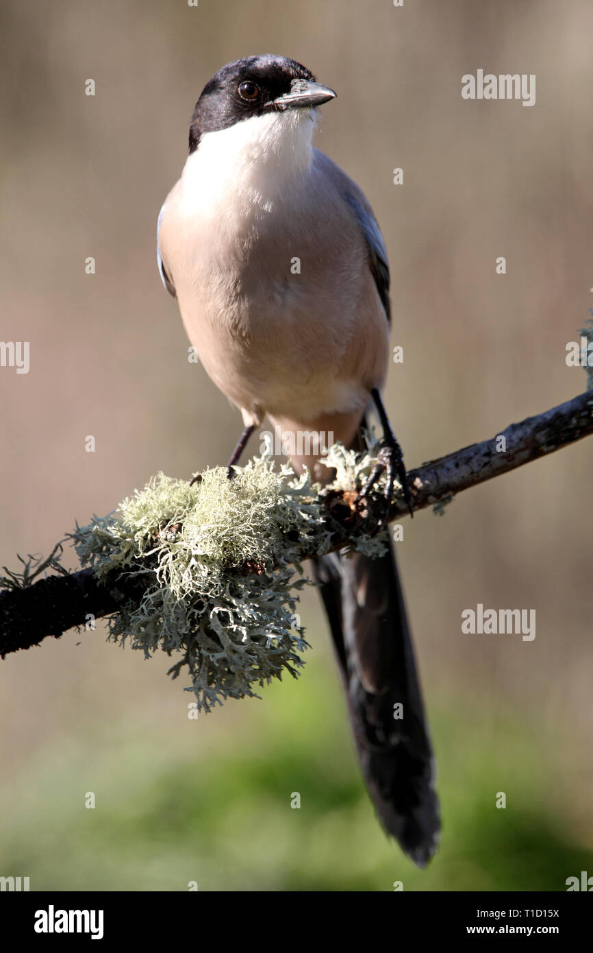 Cyanopica cyanus Stock Photo