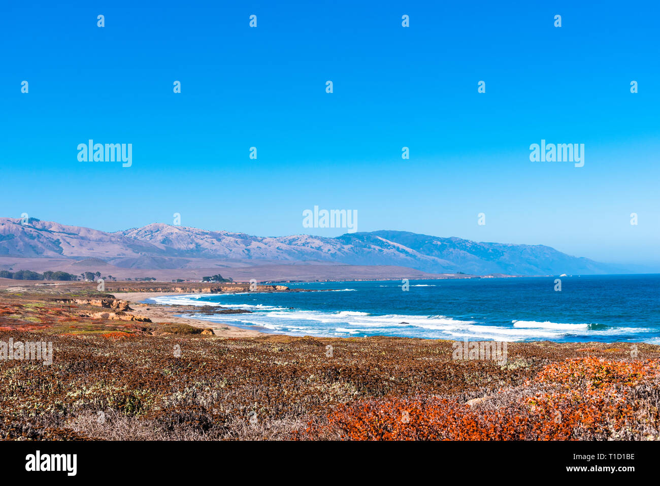 Autumn flower fields overlooking coastline with breaking waves, blue ocean and mountains under bright blue sky. Stock Photo