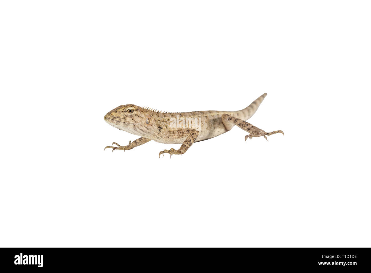 Close up tree lizard or garden lizard isolated on white background. Stock Photo