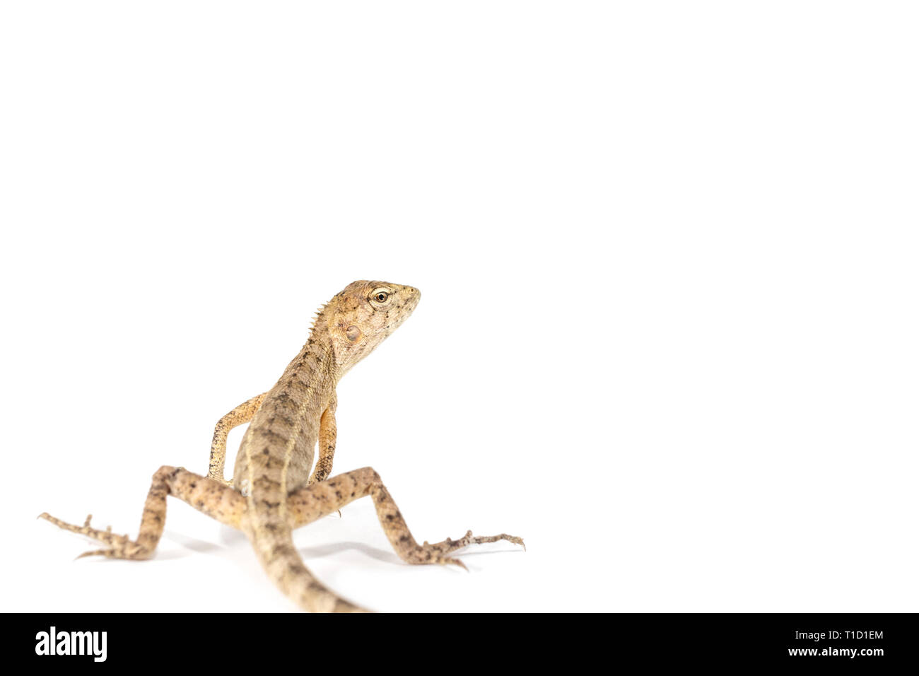 Close up tree lizard or garden lizard is turn back looking isolated on ...