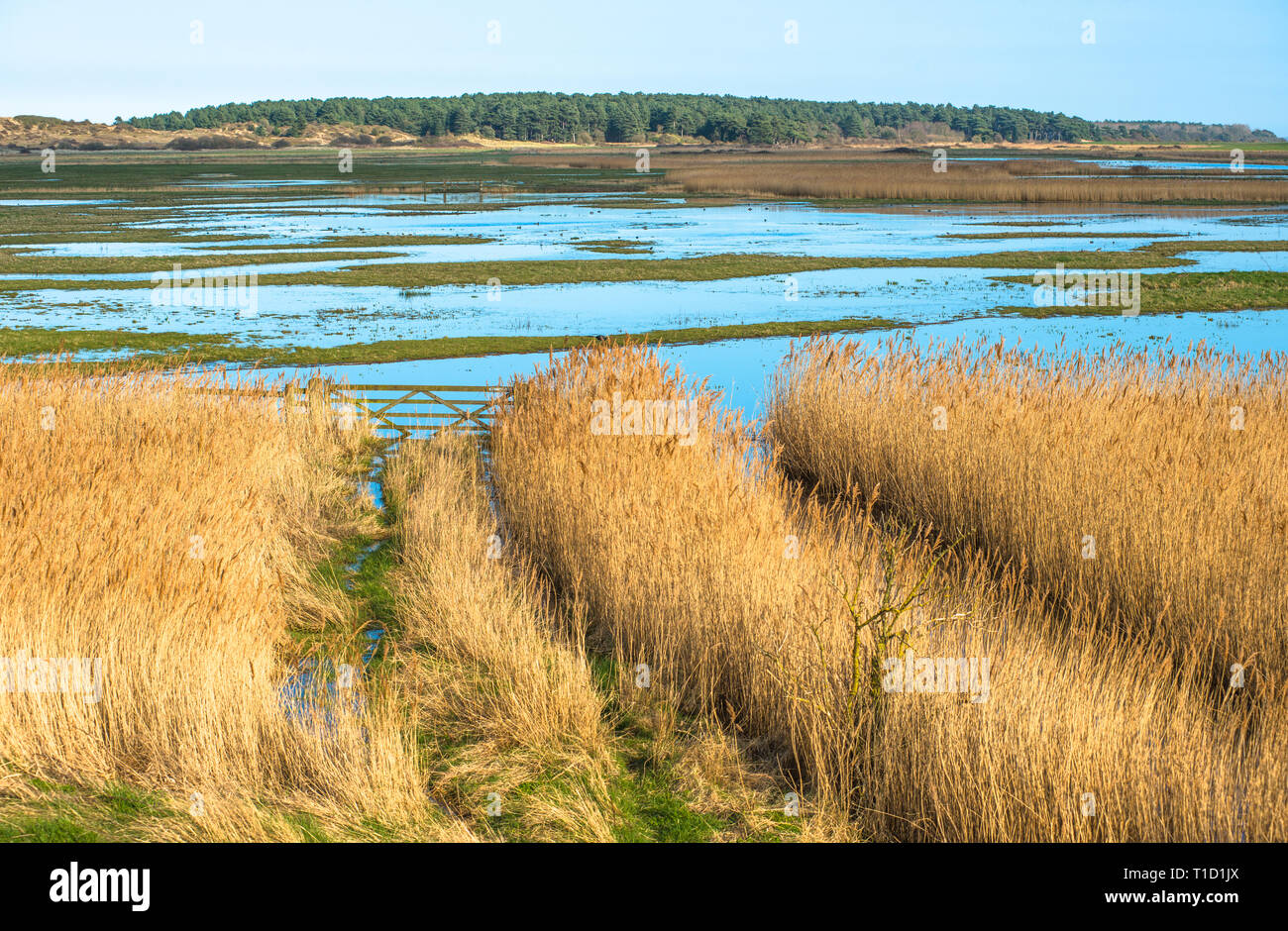 Views of salt marshes surrounded by reeds, from Norfolk Coast path National Trail near Burnham Overy Staithe, East Anglia, England, UK. Stock Photo