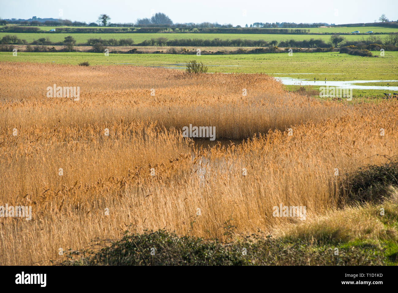 Views of salt marshes surrounded by reeds, from Norfolk Coast path National Trail near Burnham Overy Staithe, East Anglia, England, UK. Stock Photo