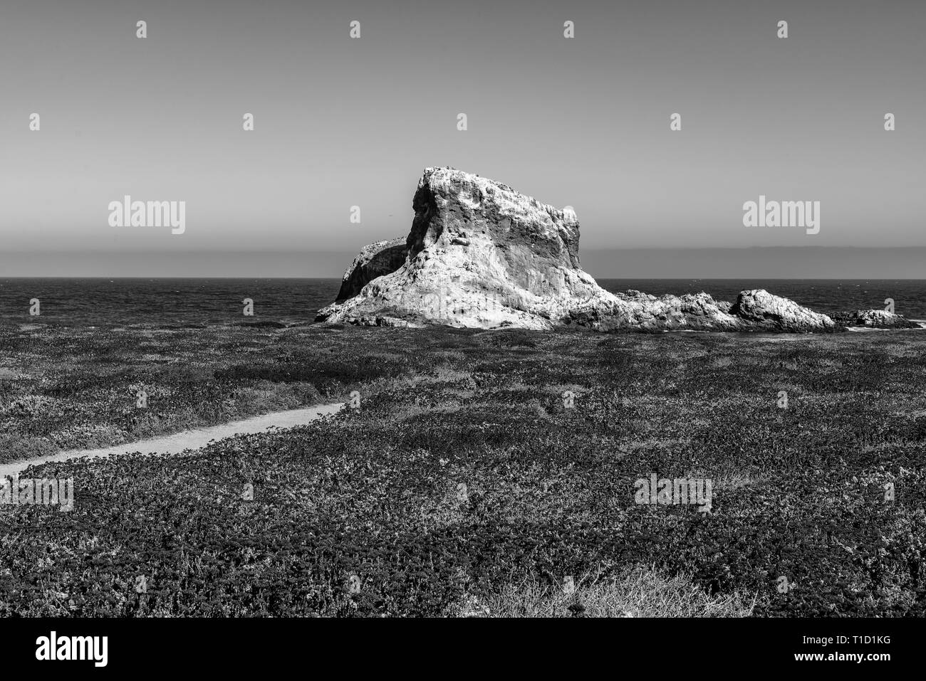Black and white. Field with wildflowers and hiking path leading towards large rock formations in the sea. Stock Photo