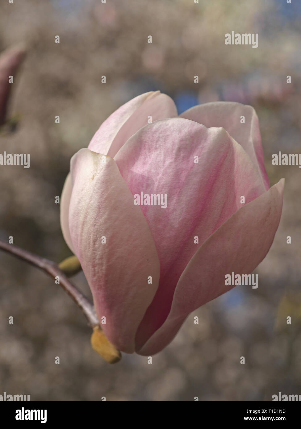 Beautiful pink blooming magnolia flowers in spring Stock Photo - Alamy