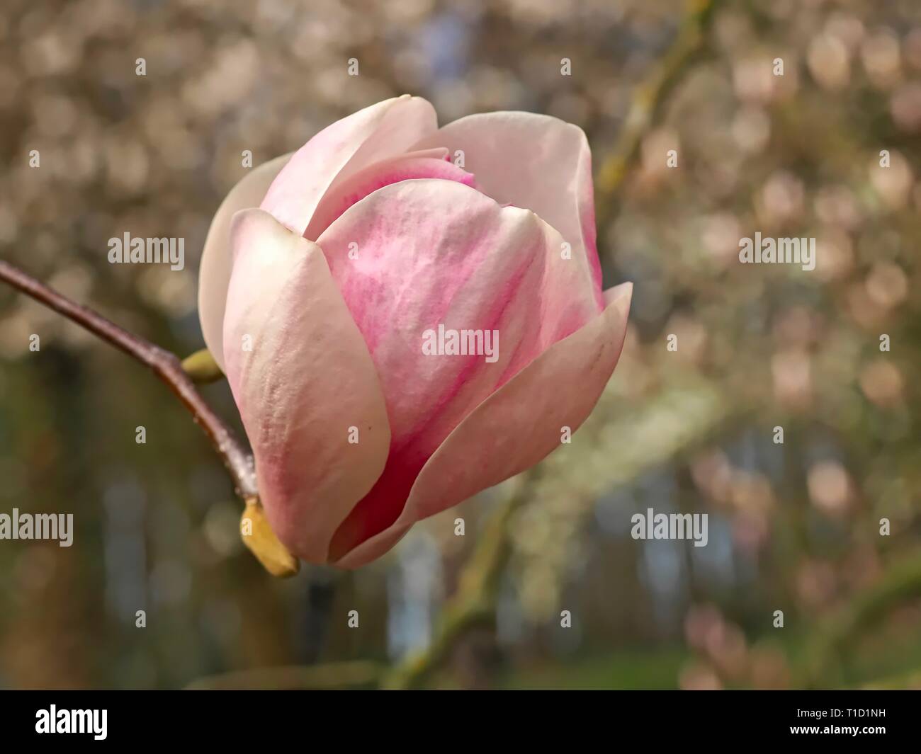 Beautiful pink blooming magnolia flowers in spring Stock Photo - Alamy