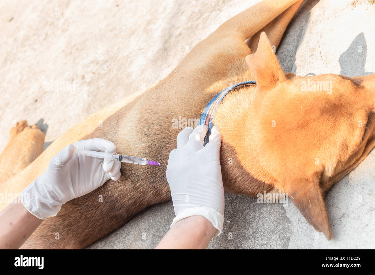 pasteur pet clinic