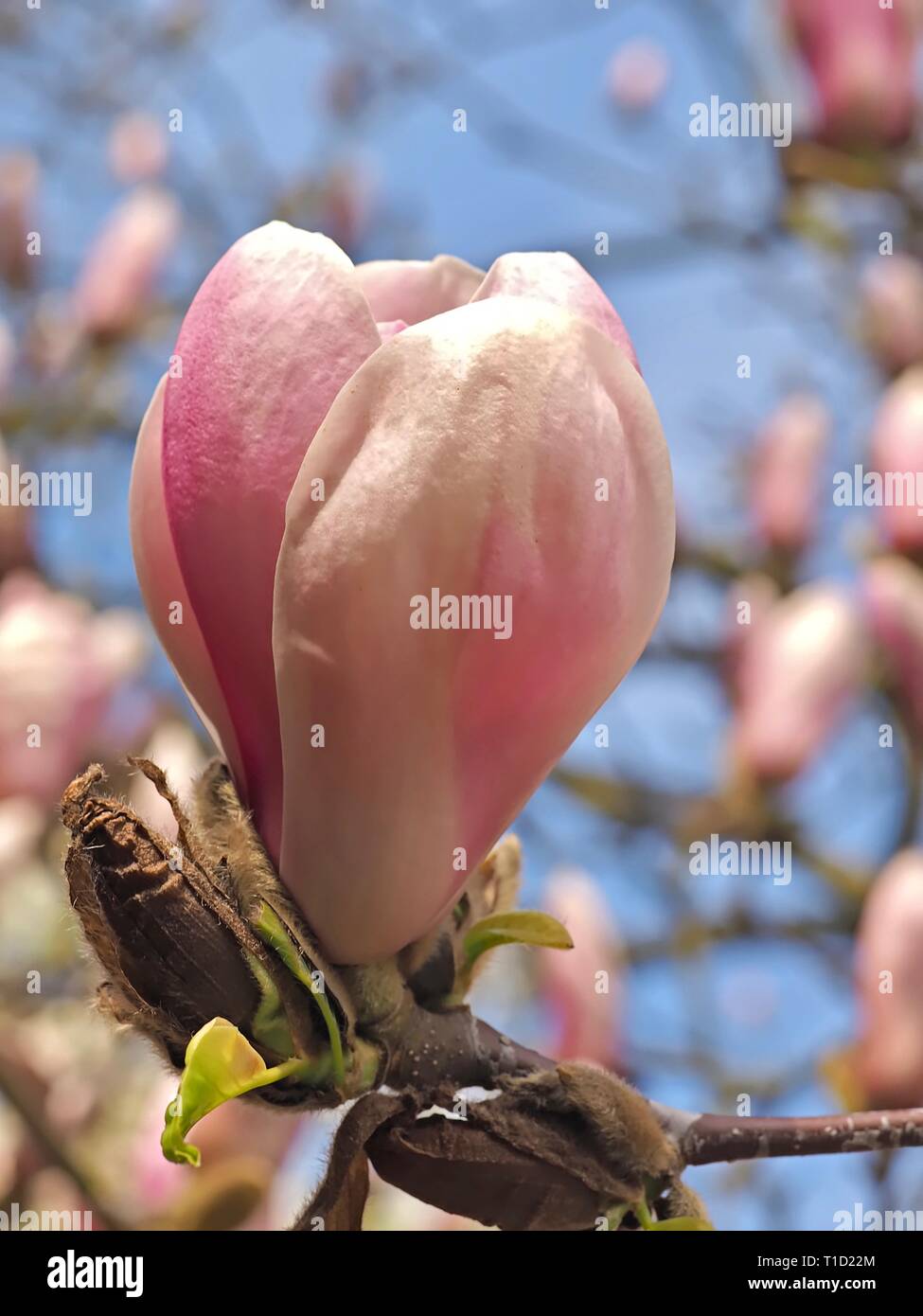 Beautiful pink blooming magnolia flowers in spring Stock Photo - Alamy