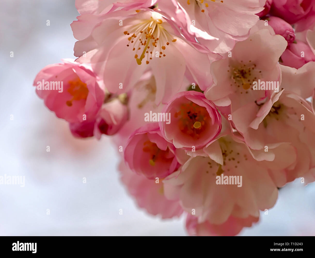 Fukushima japan cherry blossoms hi-res stock photography and images - Alamy