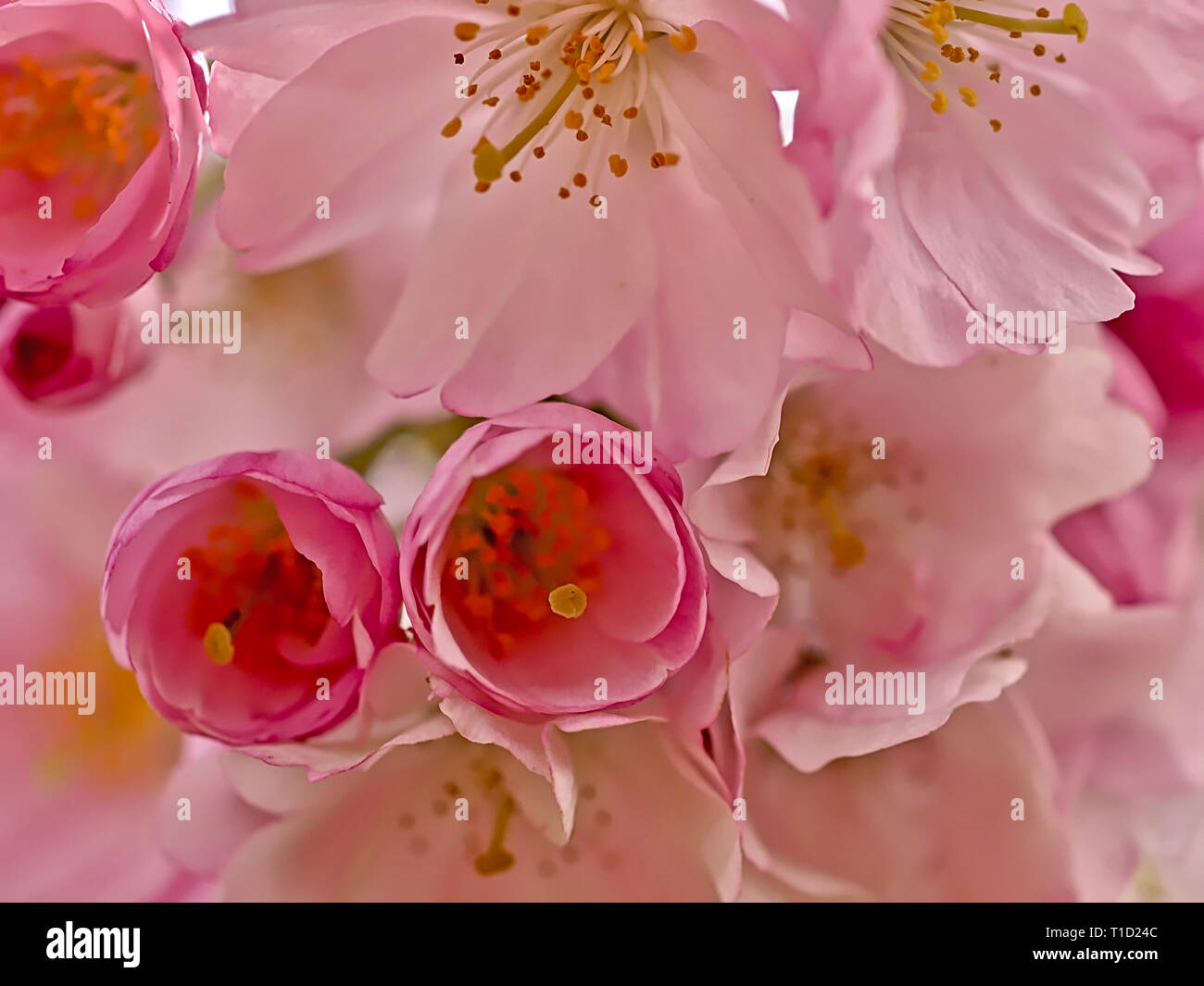 Macro of pink cherry blossoms in spring Stock Photo - Alamy
