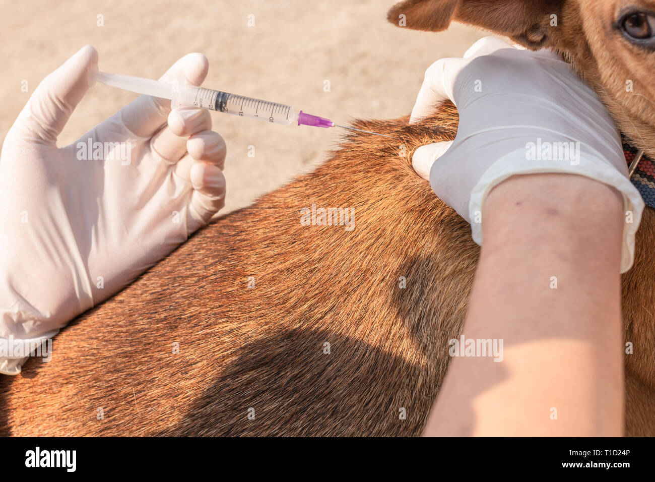pasteur pet clinic