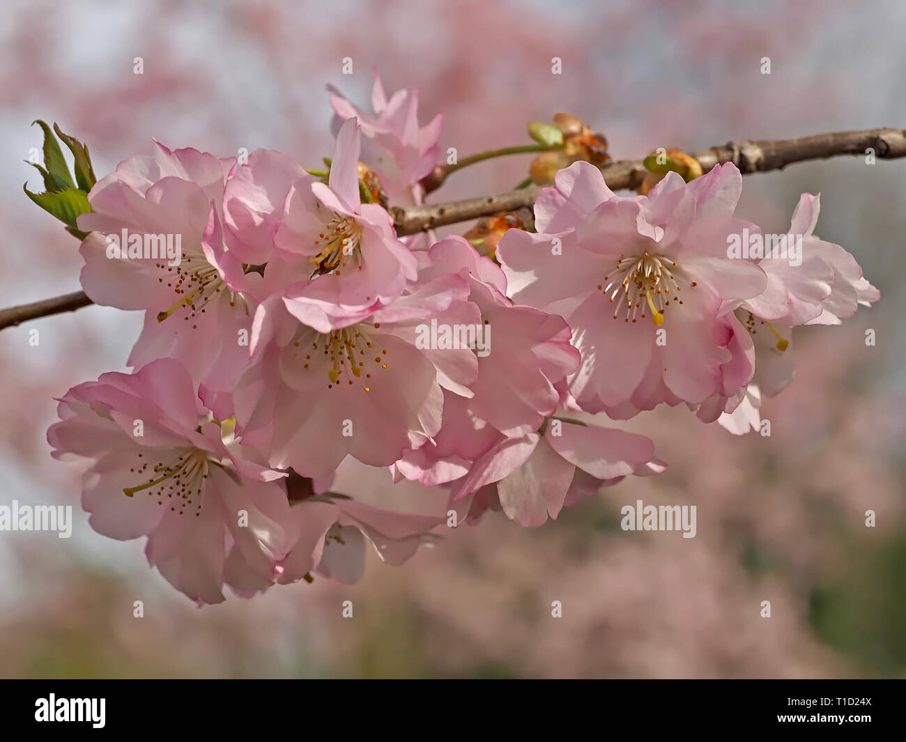 Fukushima japan cherry blossoms hi-res stock photography and images - Alamy