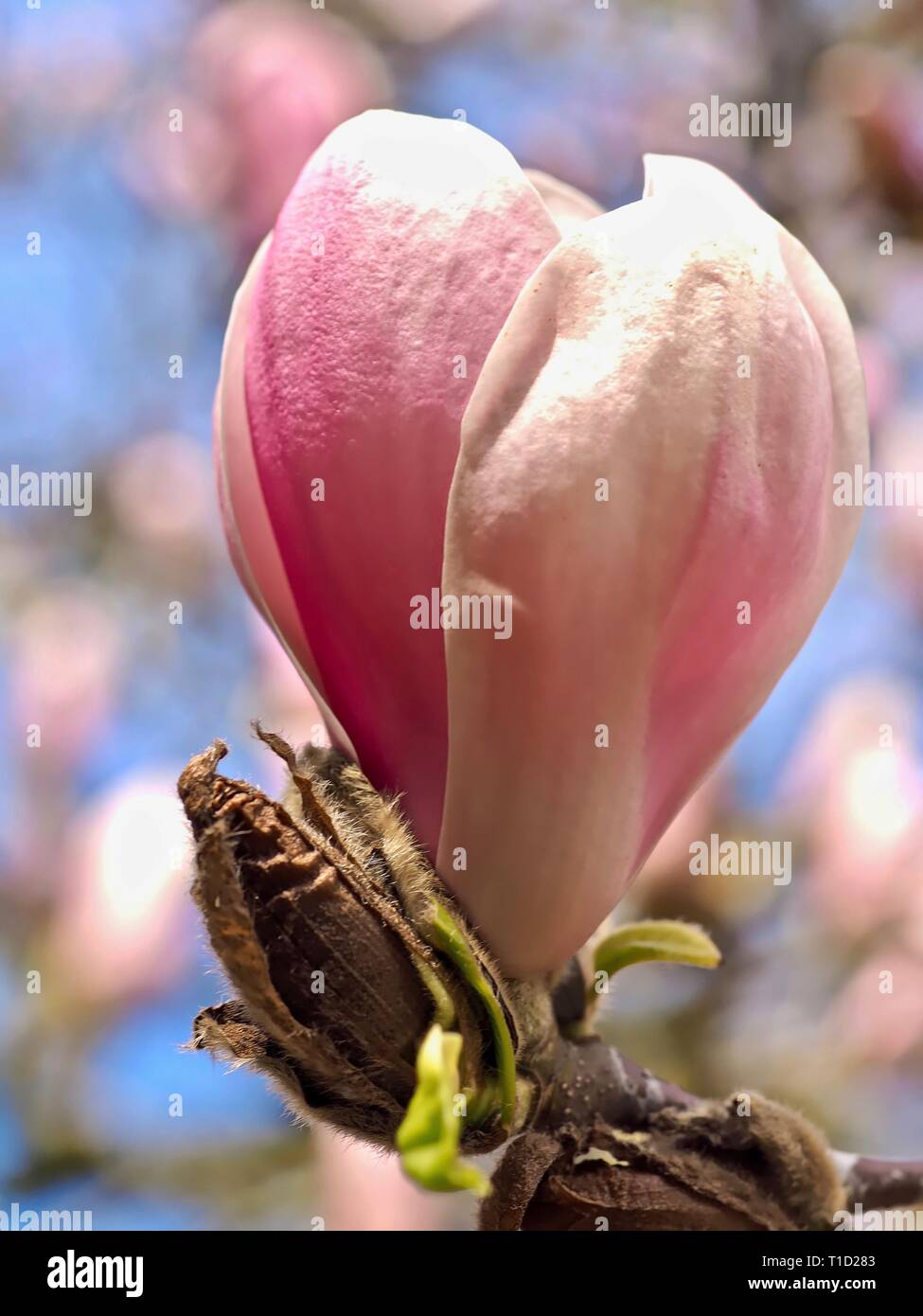 Blooming magnolia hi-res stock photography and images - Alamy