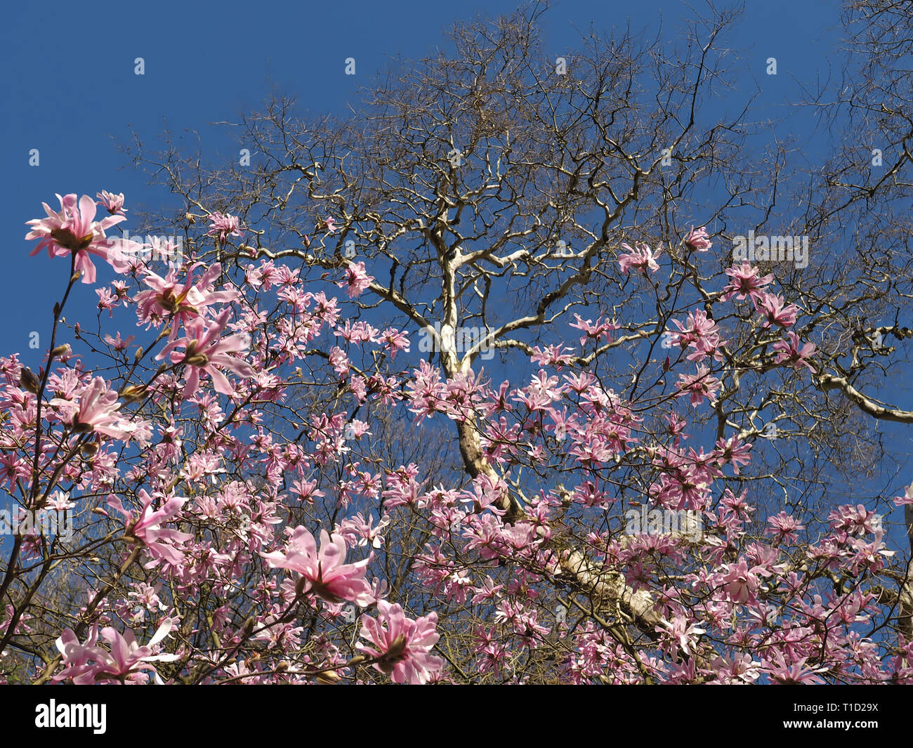 Beautiful pink blooming magnolia flowers in spring Stock Photo - Alamy