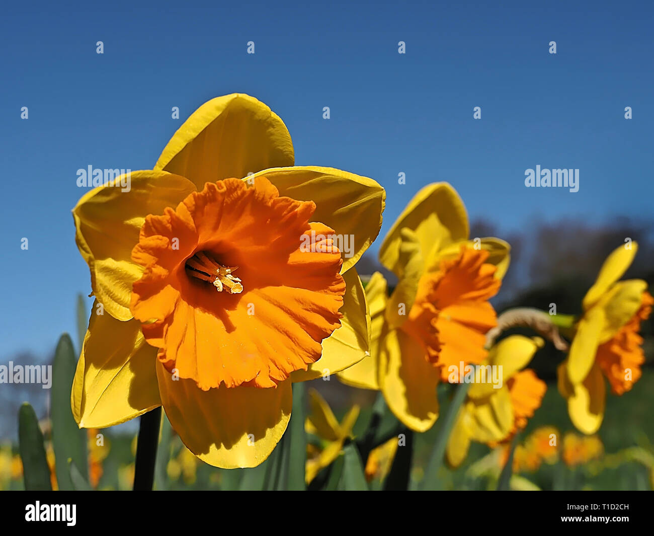 Beautiful blooming daffodil in a daffodils field Stock Photo Alamy