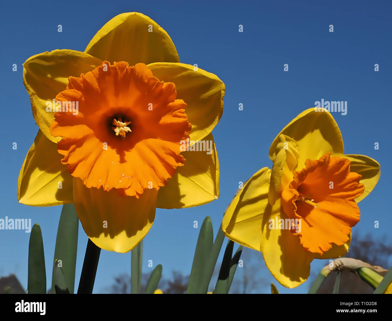 Beautiful blooming daffodil in a daffodils field Stock Photo Alamy