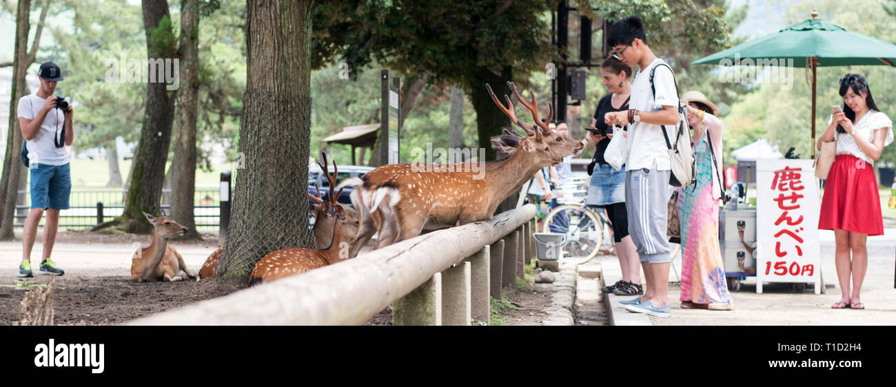 Sika deer in Nara park, Japan Stock Photo