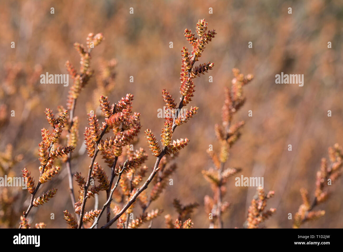 Bog myrtle (Myrica gale, sweet gale, candle berry) with colourful catkins in spring, a flowering shrub found on bogs, marshes and wet heathland, UK Stock Photo