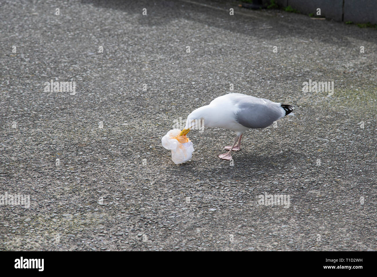 Herring gull stealing food hires stock photography and images Alamy