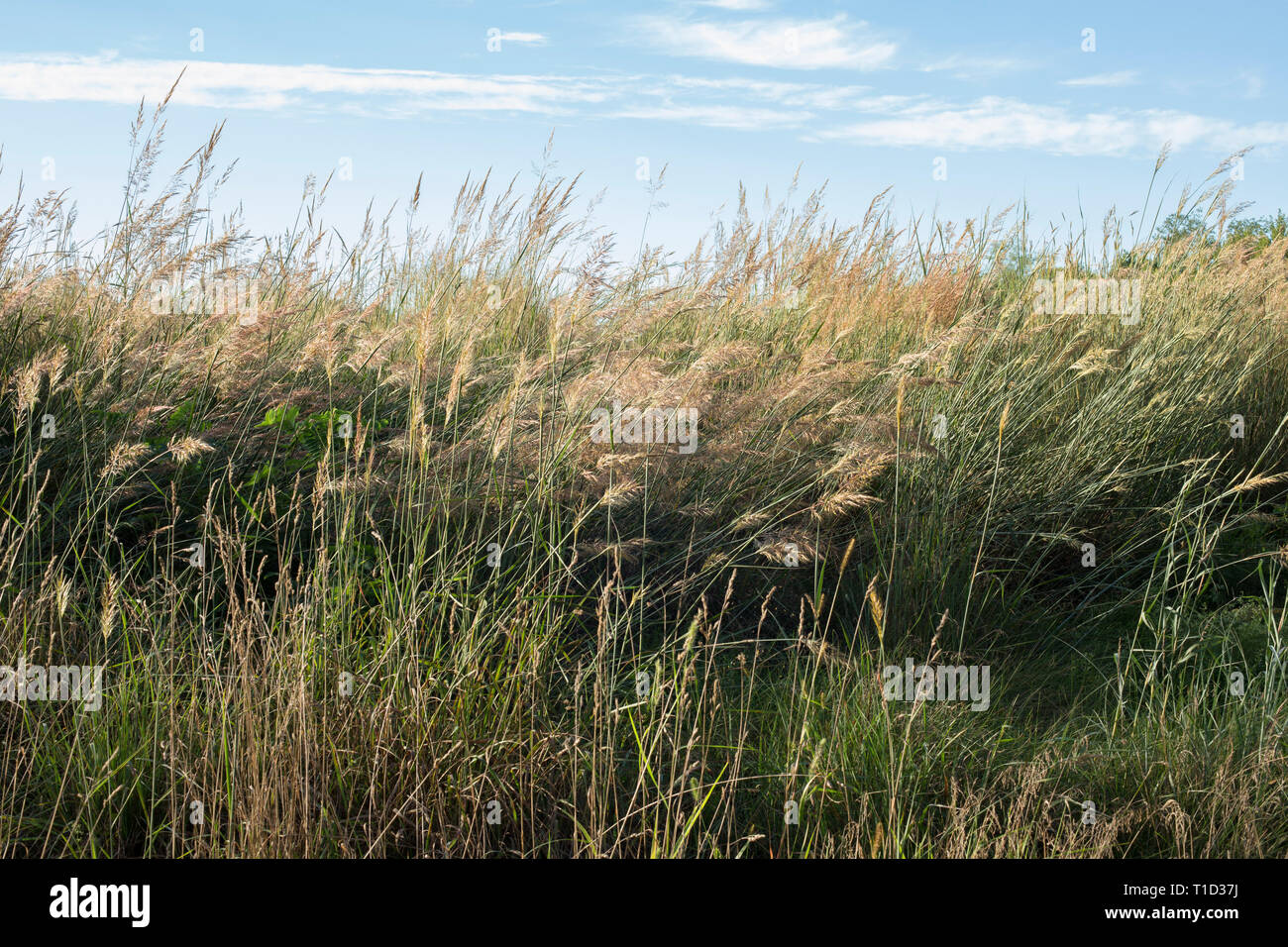 Tall Grasses Blowing in Wind on Sunny Day Stock Photo