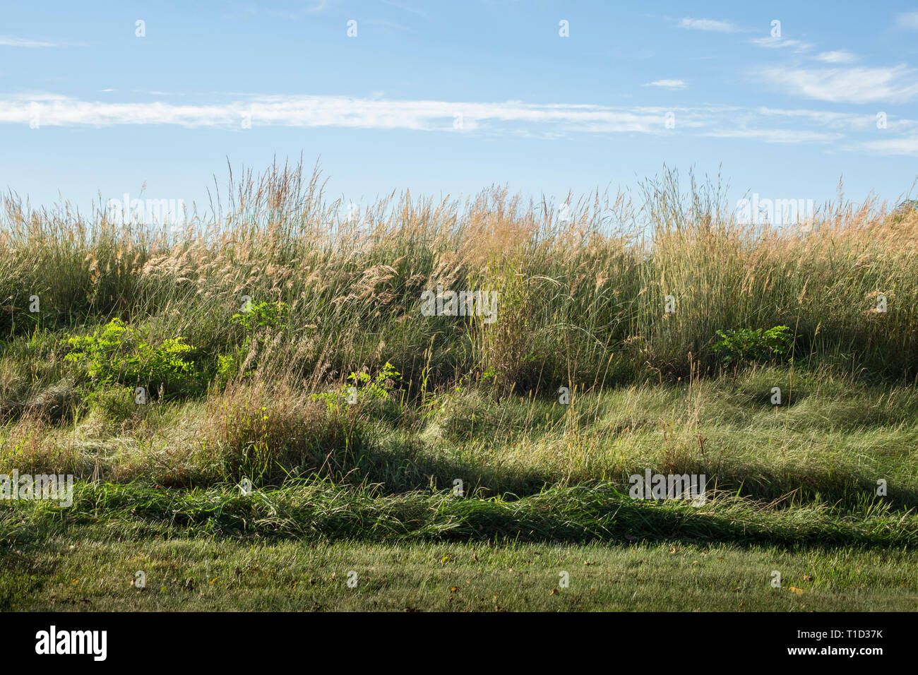 Tall Grasses Along Roadside on Sunny Day Stock Photo
