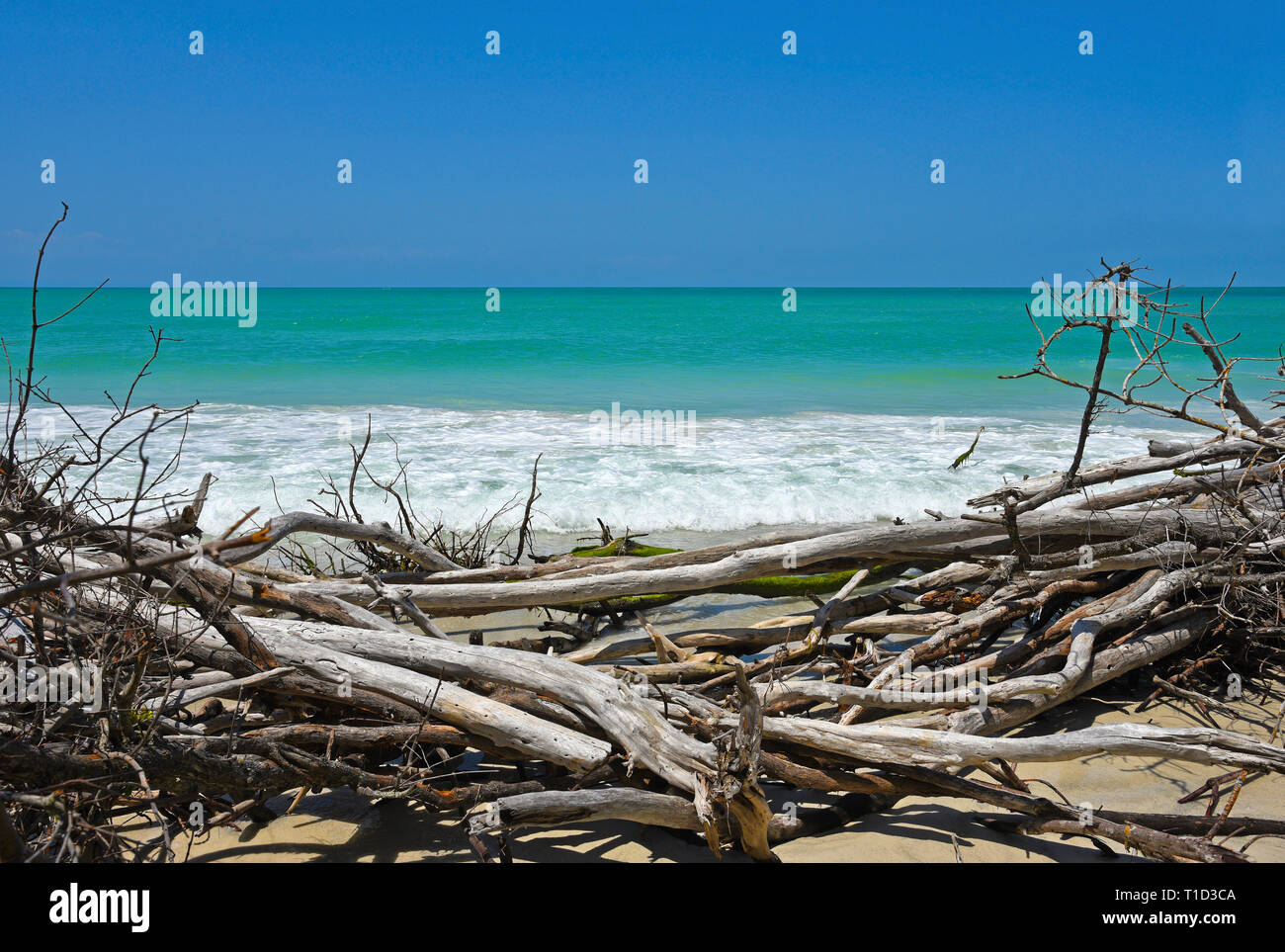 Beautiful Weathered Driftwood on the beach of Beer Can Island Longboat