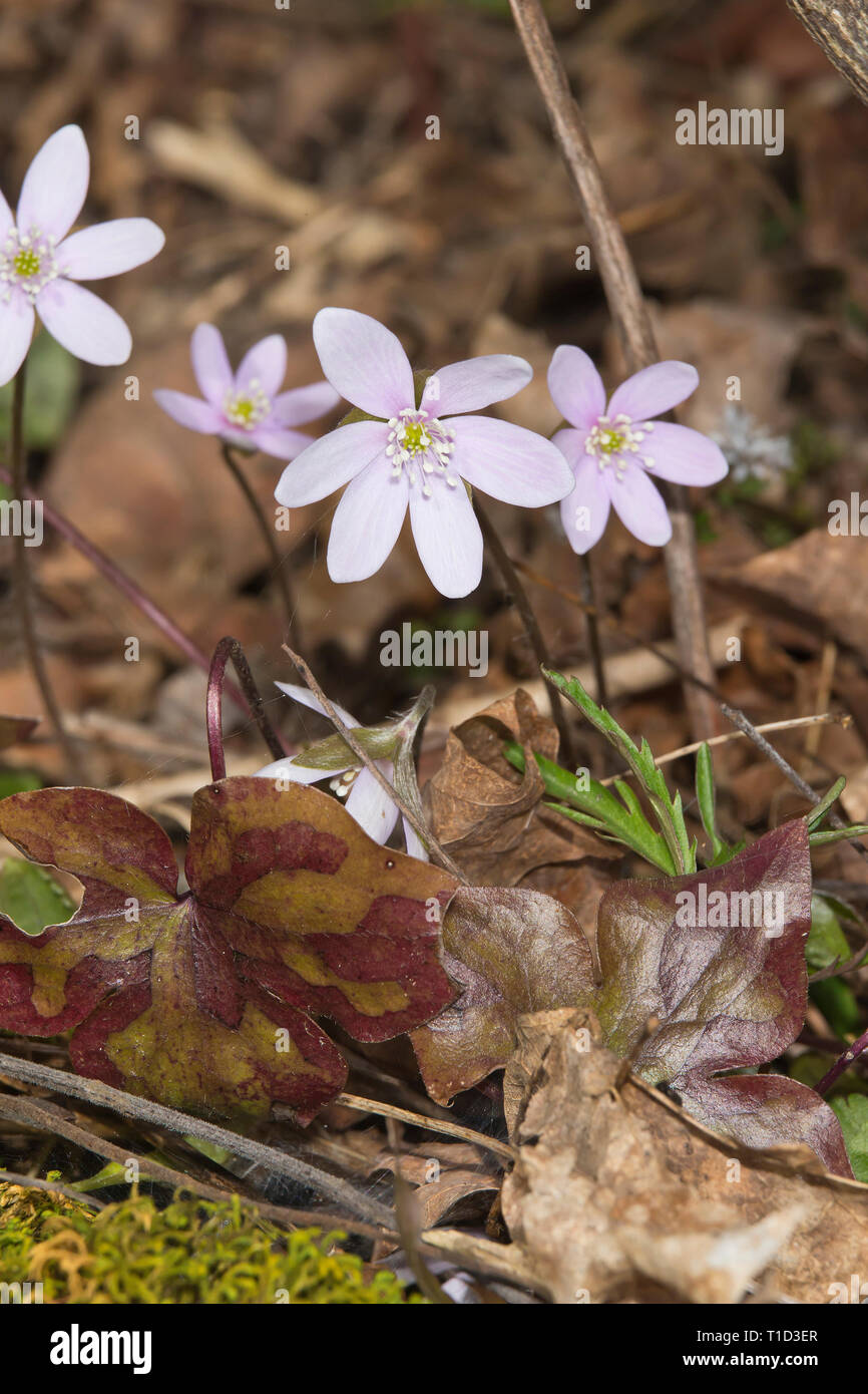 Sharp Lobed Hepatica High Resolution Stock Photography and Images - Alamy
