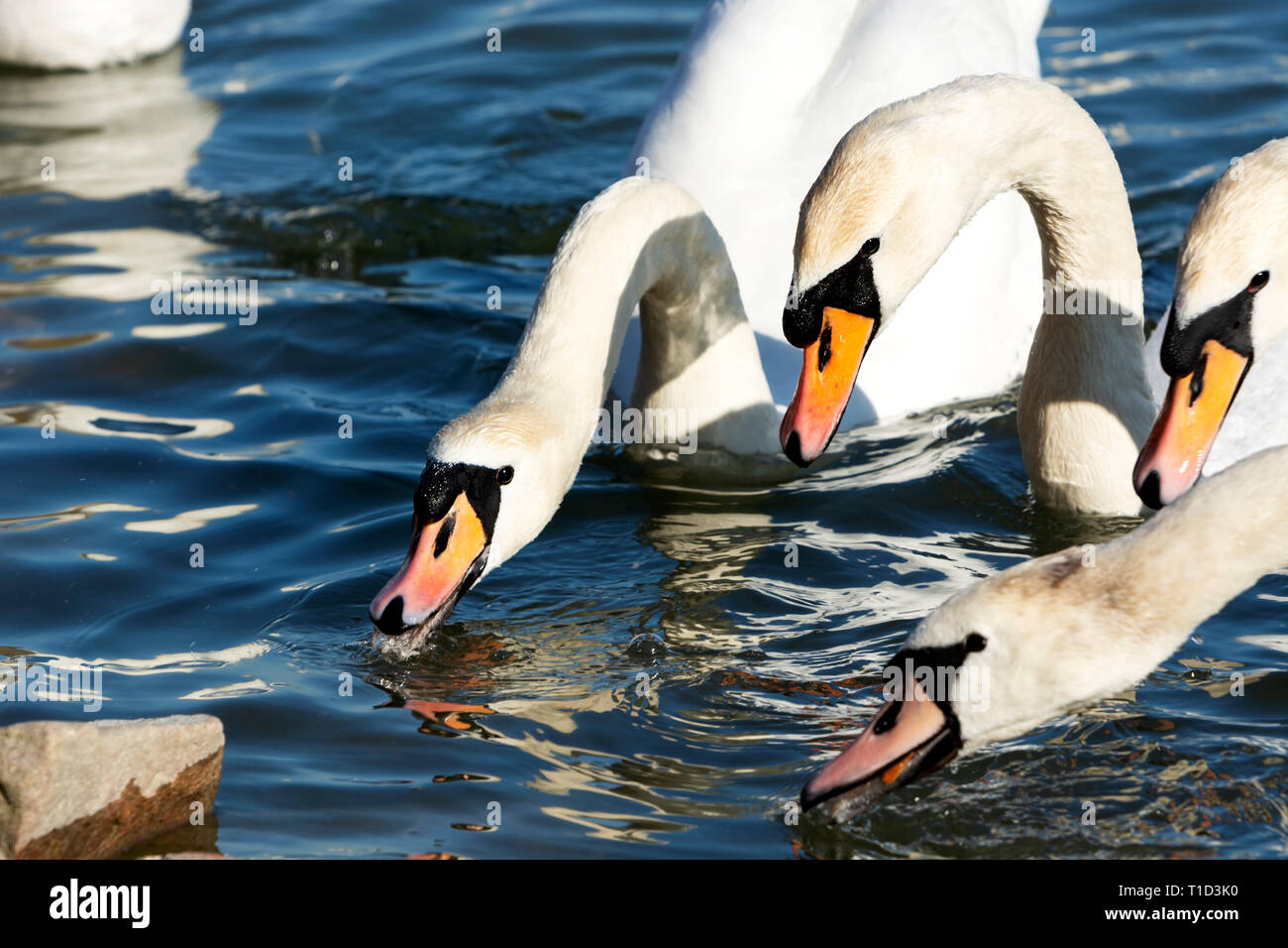 Swans at Lake Balaton, Hungary Stock Photo