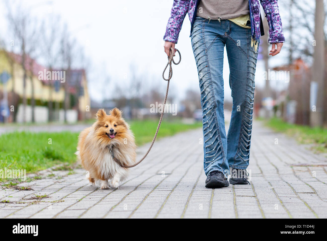 A woman leads her dog on a leash Stock Photo Alamy