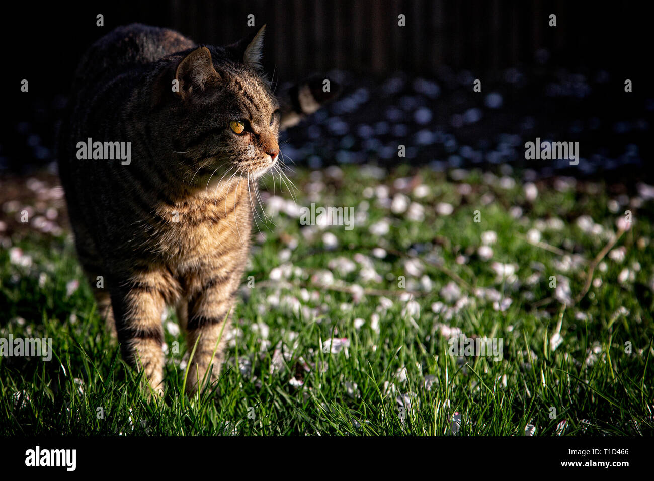 Soriano european cat relaxing outdoor first spring days Stock Photo