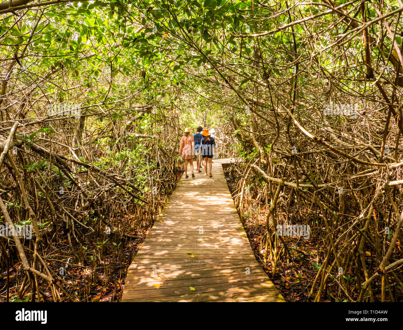 Tourists on Walkway threw, Mangrove Forest, Leon Levy Native Plant Preserve, Governors Harbour, Eleuthera, The Bahamas, The Caribbean. Stock Photo