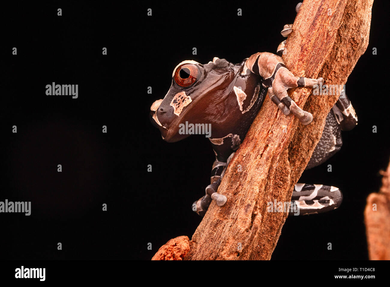 Spiny headed tree frog, Anotheca spinosa. A beautiful tropicla rain forest animal of the Amazonian jungle. Stock Photo