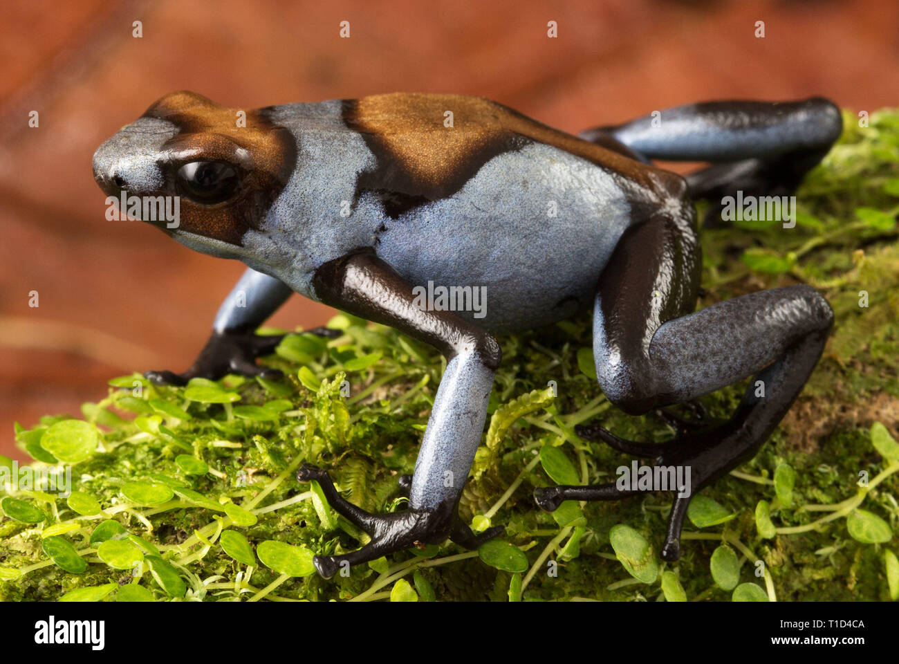 Blue Harlequin poison dart frog, Oophaga histrionica. A small tropical exotic poisonous dartfrog from the rain forest of Colombia. Stock Photo