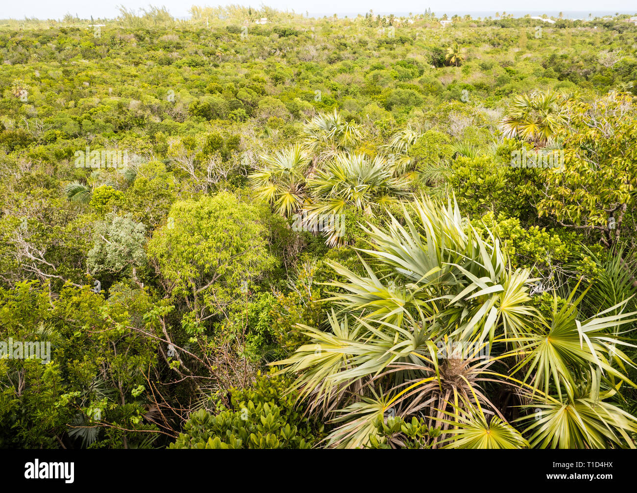 Aerial View of Leon Levy Native Plant Preserve, Governors Harbour, Eleuthera, The Bahamas, The Caribbean. Stock Photo