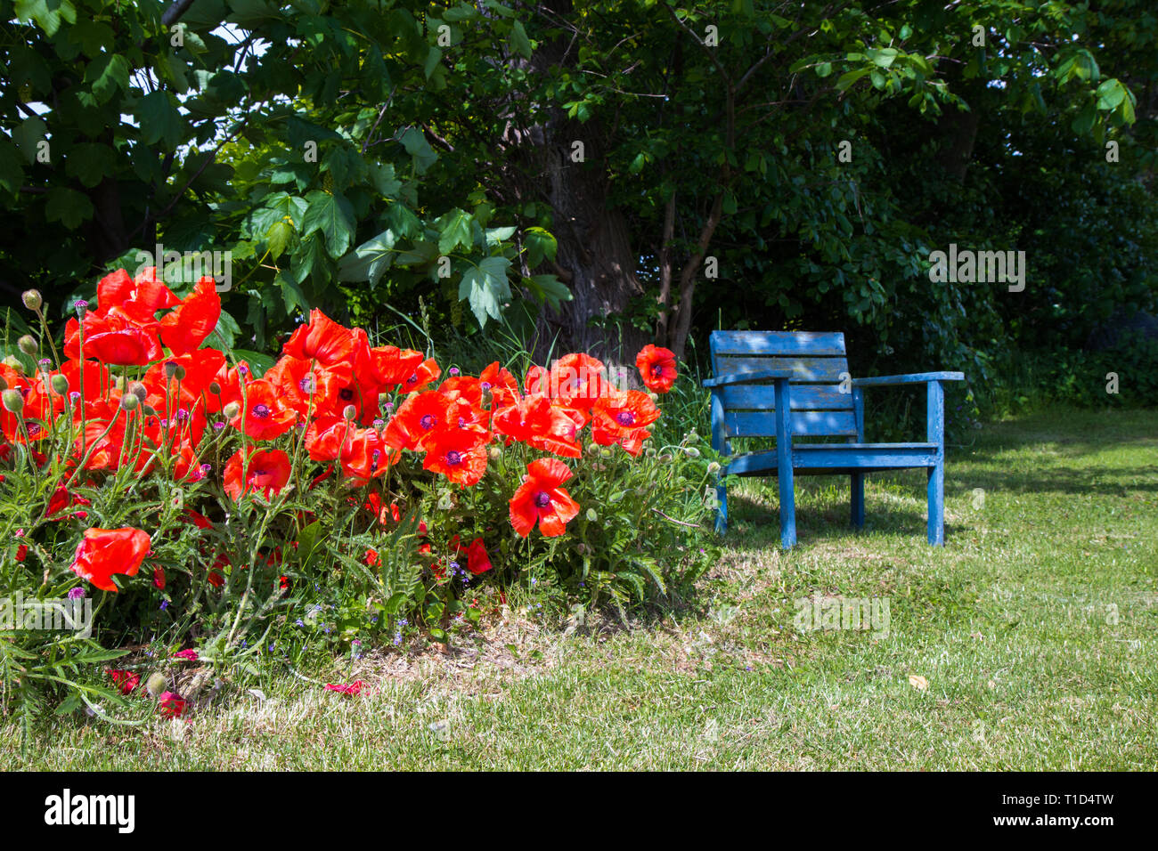 bench and poppy flowers in a garden Stock Photo