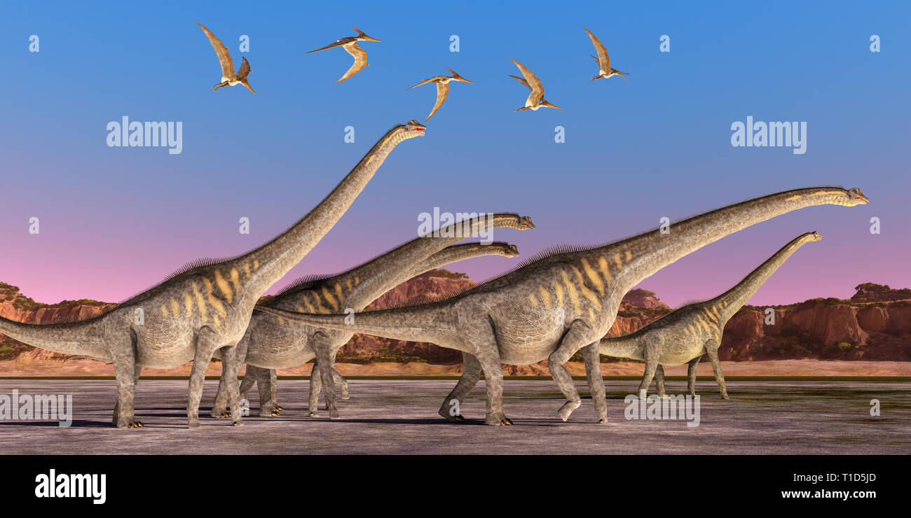 Sauroposeidon Dinosaurs - A flock of Pteranodon reptiles fly over a herd of Sauroposeidon dinosaurs walking together during the Cretaceous Period. Stock Photo