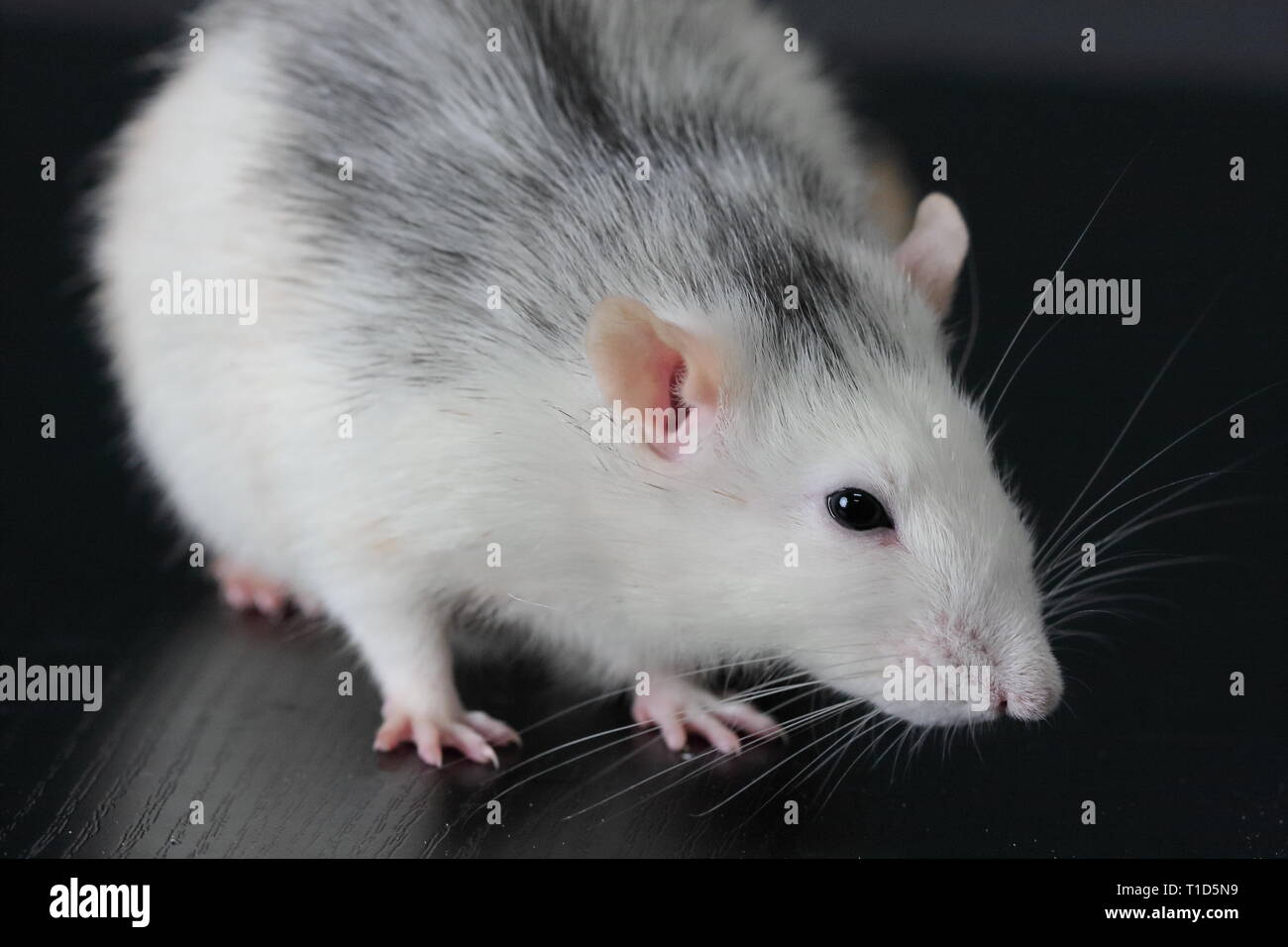 Husky rat deals