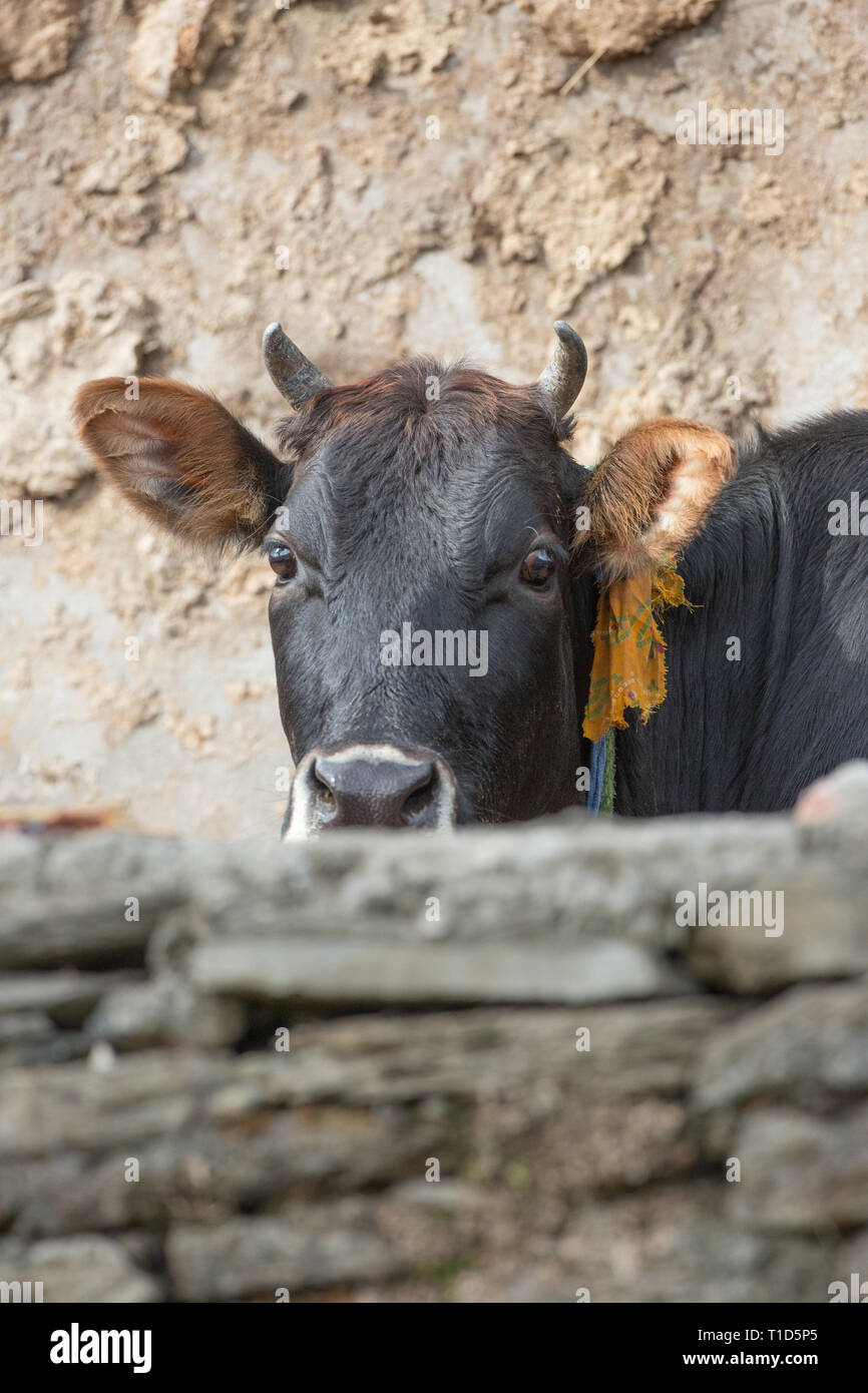 ‘House’, Cow. Single animal, kept in, or alongside the home, tethered. Hay, grass, vegetation collected by the owner and brought to the cow as food, rather than the animal grazing in a field. Stock Photo