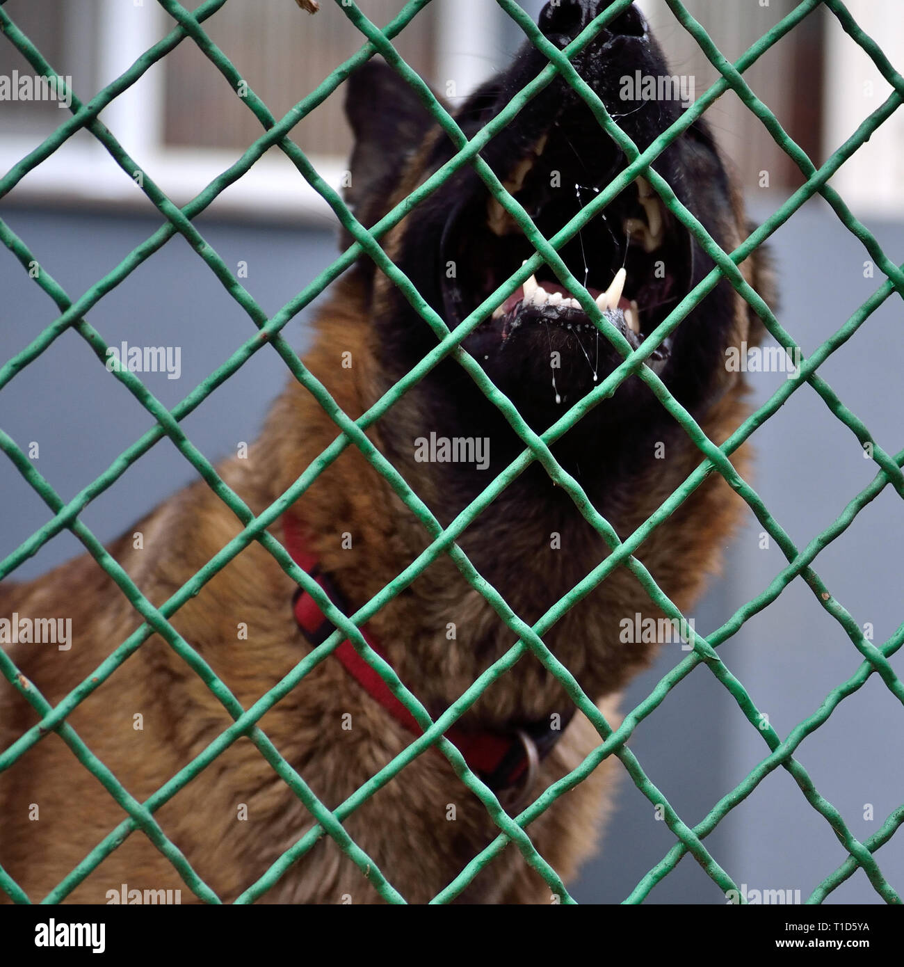 Barking Belgian malinois shepherd dog behind chain-link fence Stock Photo
