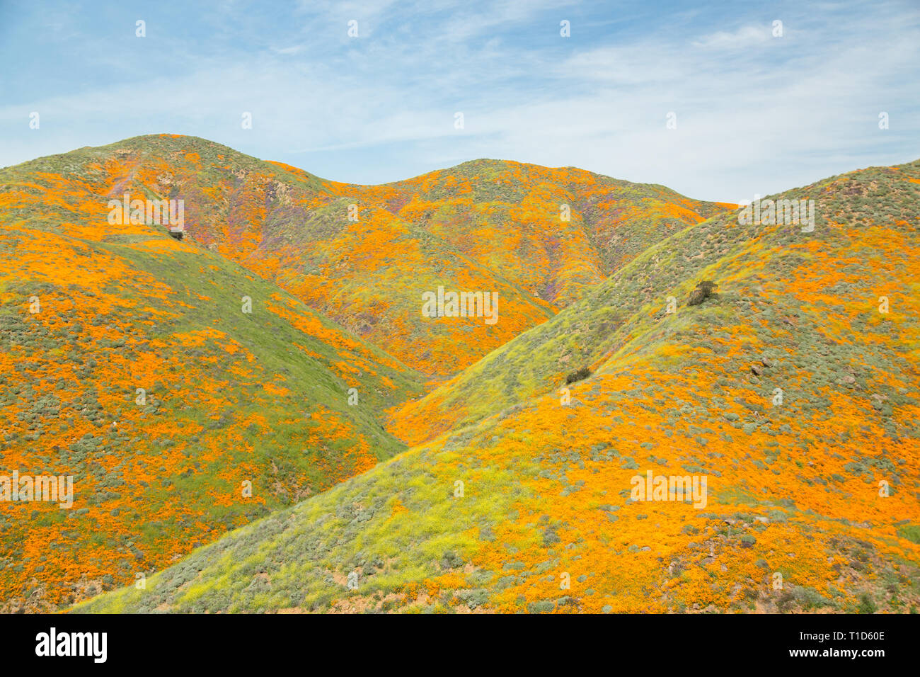 Wildflowers hillside hi-res stock photography and images - Alamy