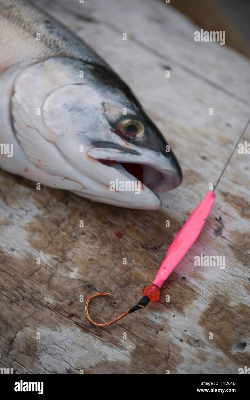 Pink salmon fishing in the Puget Sound region of western Washington state  is popular from shore and boats when millions of the fish return on odd  numb Stock Photo - Alamy