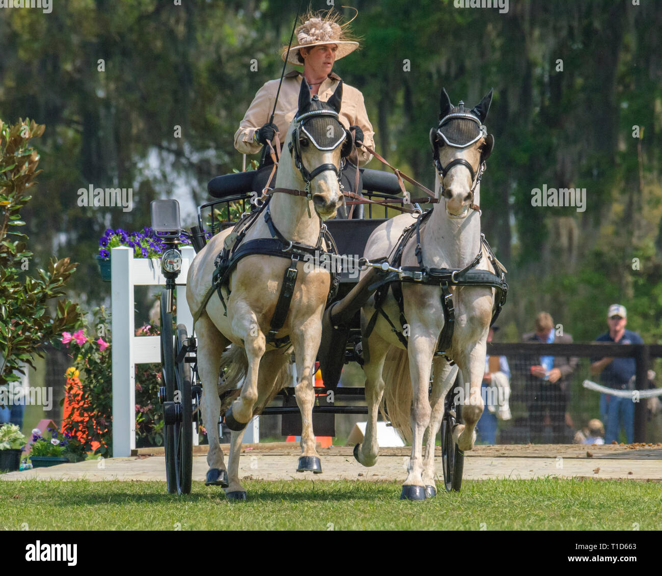 Combined driving competition, Welsh Pony team hitch Stock Photo Alamy