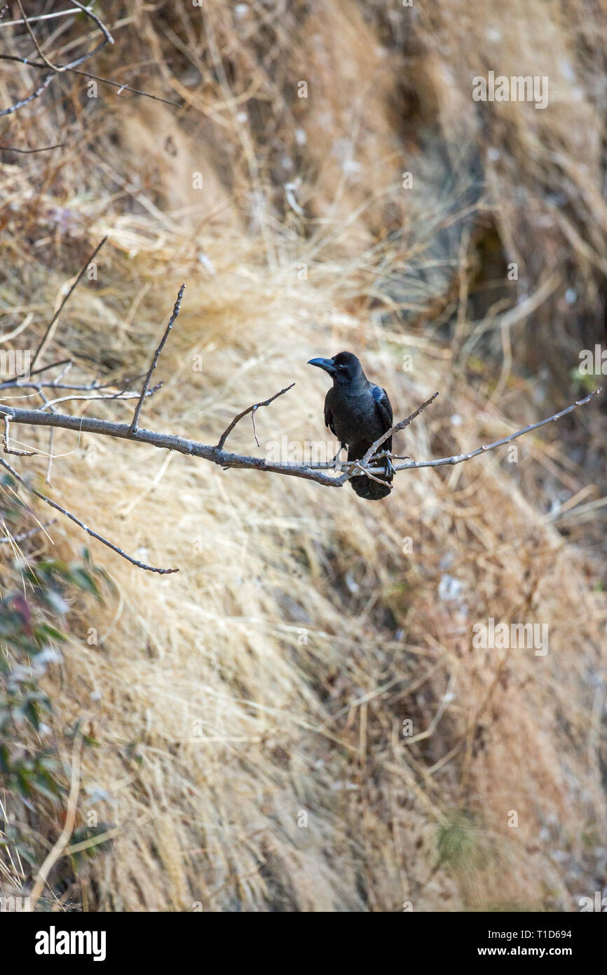 Common, or Northern, Raven (Corvus corax). Perching on a branch reaching out from a cliff face. Lower Himalayan foothills. Northern India. Largest passerine. Stock Photo